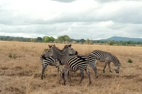 3 Tage Safari zum Mikumi NP - Unterkunft im Park