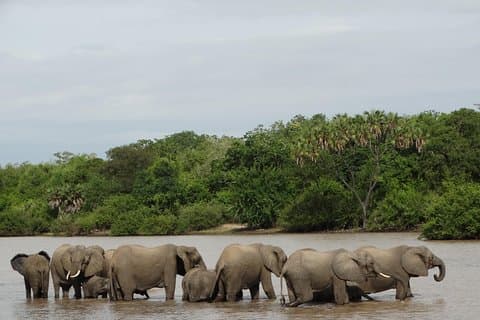 6-daagse safari naar Mikumi Np, Udzungwa Mountain NP en Nyerere NP (Selous GR)