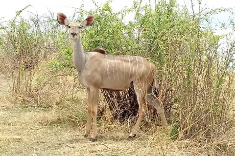 10 dagen Safari naar Nyerere NP, Ruaha NP, Udzungwa NP en Mikumi NP + Isimila Site