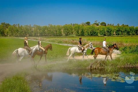 Caballos en la arena