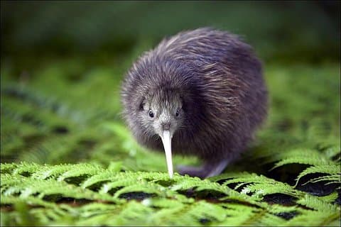 Excursion à Lyttelton Shore : Christchurch & Willowbank Tour