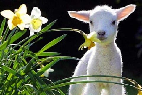 Lyttelton Cruise Exkursions: Christchurch Sightseeing mit Sheep Farm