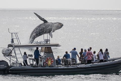 Ultimative Walbeobachtungstour an Bord der SuperRib: 24 People Max