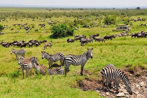 4 Tage Masai Mara Nakuru Safari beitreten