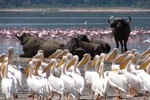 Dagtocht : Lake Nakuru National Park en Lake Naivasha Boottocht