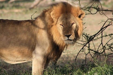 5 jours de safari en lodge de luxe Big Five Adventures en Tanzanie
