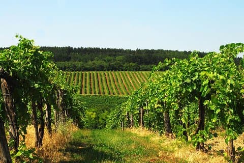 Weinprobe in der Weinregion Etyek mit einem privaten, klimatisierten Auto