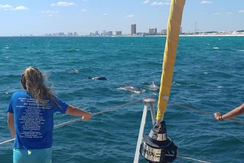 Sightseeing de golfinhos no Catamarã Privateer