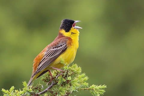 Private Birding, Nature and Wine Tour from Nessebar or Bourgas