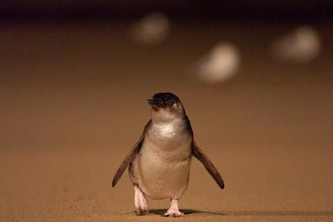 Phillip Island Medium Size Group Tour