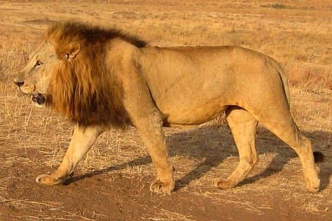 Nairobi National Park Tour