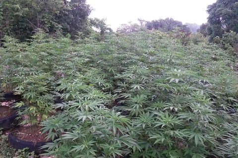 Stepping High Mountain Rastafari Herbs Tour