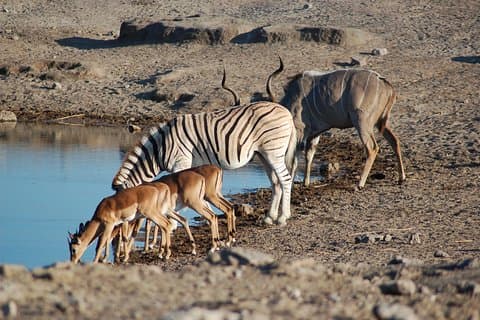 4 dagar Etosha National Park och Swakopmund Lodging