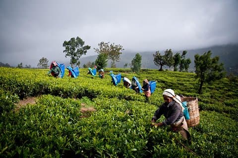 Excursão de um dia a Nuwareeliya (Little England) de Kandy