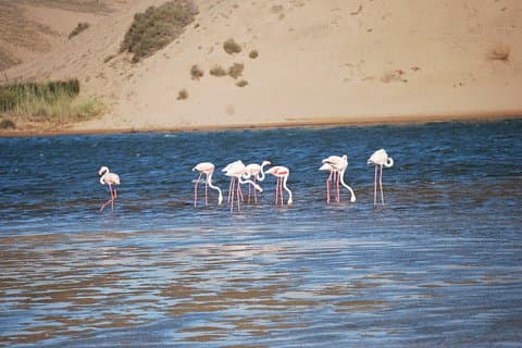 Fra Agadir Hotel eller Havn: Souss Massa Park National Excursion