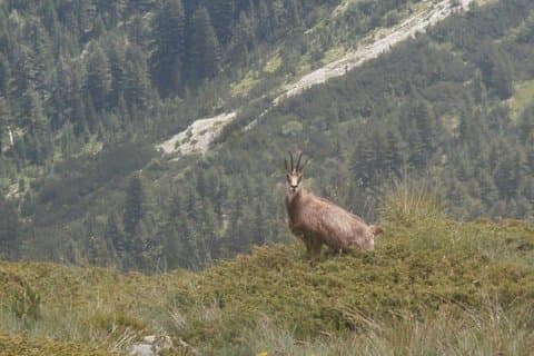 4 dage i Pirin: Hvor de slaviske guder stadig lever