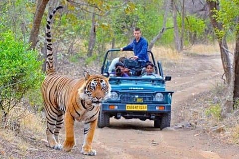 Private Transfer From Jodhpur To Ranthmbore