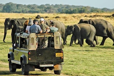 Habarana : Morgon- eller eftermiddagssafari i Minneriya nationalpark