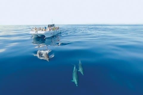 Avvistamento delfini e tour in barca intorno alle grotta da Albufeira