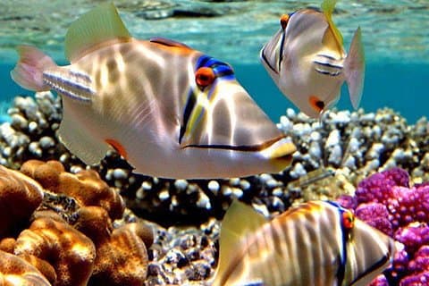 Snorkel tur til Utopia Island i Safaga fra Luxor