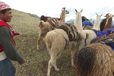 Llama Treck a Huchuy Qosqo 2 días