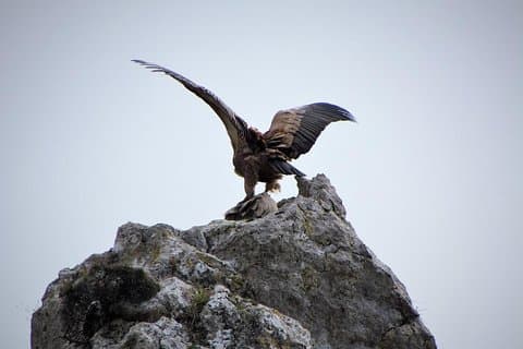 Trekking et observation des vautours au géoparc de Psiloritis