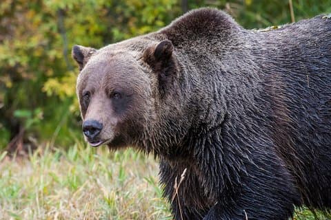 バンフから向かう、グリズリーに会うツアー