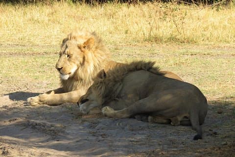 3 dias Central Kalahari Game Reserve, Botsuana