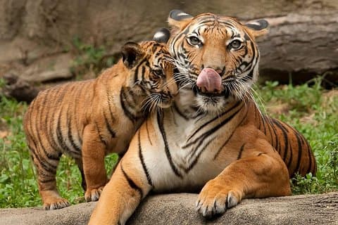 4- Day Ranthambore with Golden Triangle