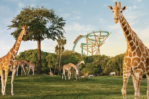 Busch Gardens Tampa Bay entrébiljett