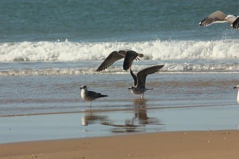El Rocio, Donana Natural Park und Matalascanas Beach Tagesausflug von Sevilla