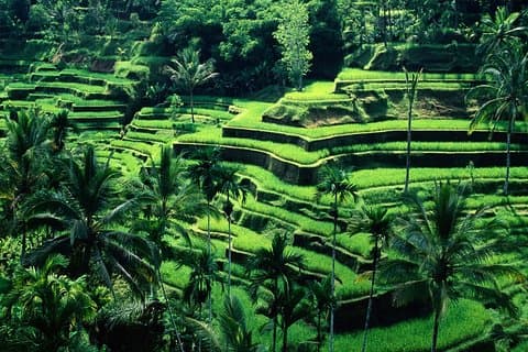Ubud - Melhor excursão central de um dia