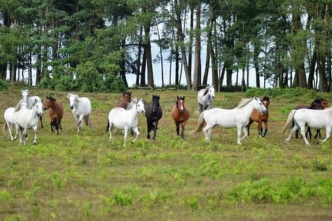 Nieuwe Forest & Salisbury Day Tour vanuit Southampton