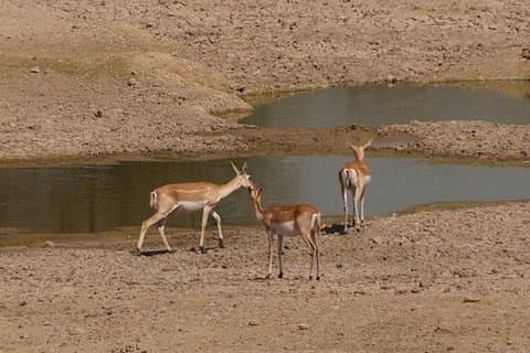 Private Half- Day Bishnoi Village Safari Day Tour In Jodhpur