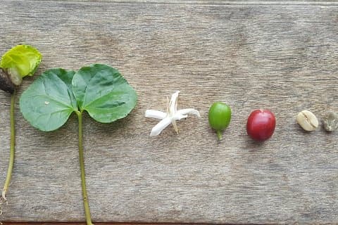 Tour privado de café perto de Medellín, do grão à xícara.
