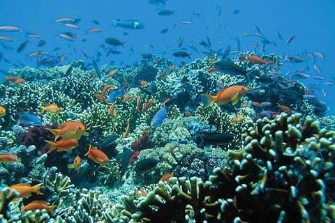 Tour di snorkeling a Bali alla Blue Lagoon Beach - Tutto compreso