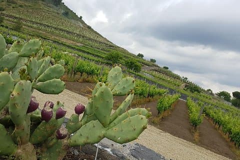 Etna Easy & Winery from Messina, Catania or Taormina/G. Naxos