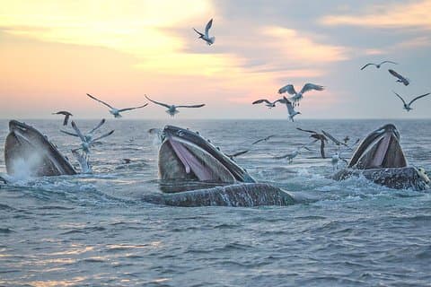 Crociera di avvistamento delle balene di Boston in barca ad alta velocità