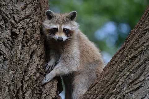 Zoológico de Montreal, tour privado de medio día