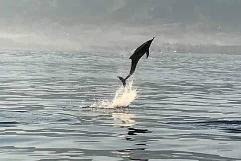 Dolphin Watching Wildlife