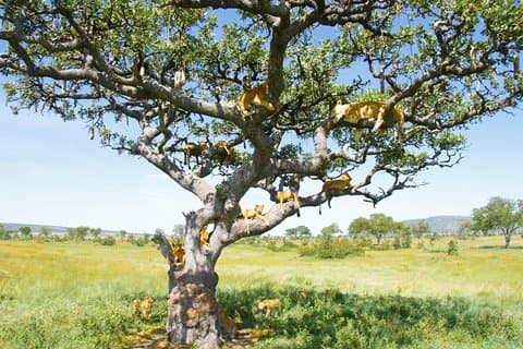 6 jours de safari privé en camping Serengeti, Ngorongoro, lac Manyara et Tarangire