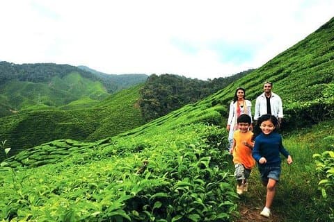 Excursion privée d'une journée à Cameron Highland au départ de Kuala Lumpur