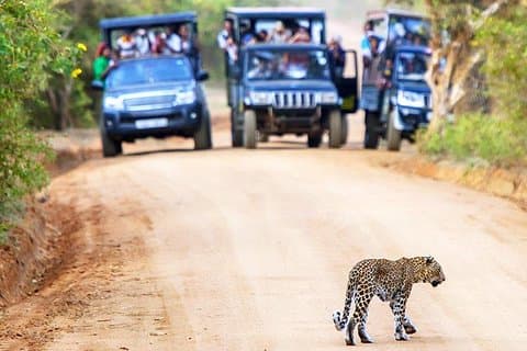 Ganztages-Safari im Yala-Nationalpark mit Picknick-Mittagessen