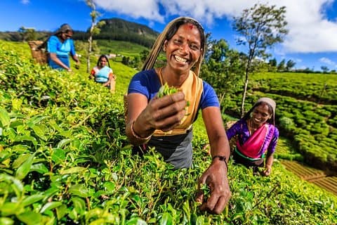 2 días todo incluido Kandy y Nuwara Eliya Tour desde Colombo