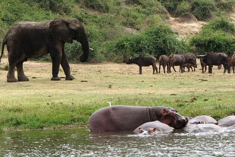 Safari de 2 días al Parque Nacional Queen Elizabeth con crucero