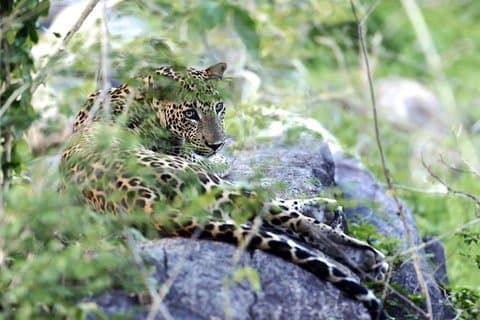 Morning game drive in Yala National Park
