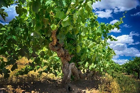 Petit tour Barossa Valley Voyager Tour d'Adélaïde