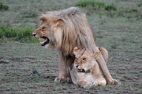Tanzania Oplev safari og ture