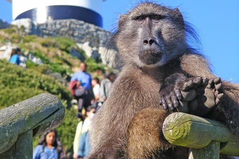 Cape Point & Pinguine Ganztagestour