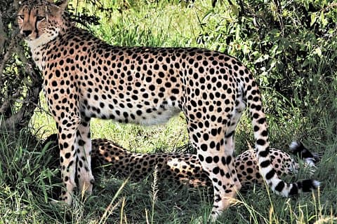 2-dagers Tsavo East National Park-tur fra Mombasa/Diani (1 natt)